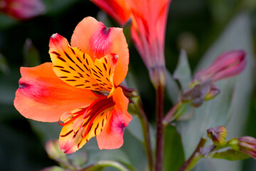 Peruvian Lily