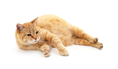 Obraz premium One pregnant cat.