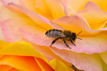 Rosey Bumblebee 02