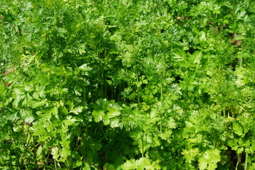 Grüne frische Petersilie auf Beet im Garten bei Sonne im Frühling 