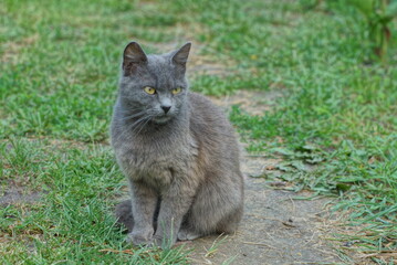 Naklejka na ściany i meble young beautiful gray cat sits and looks on the green grass in the summer outdoors