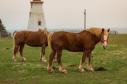  "Blond" Belgian Draft horse aka Flanders Horse grazing on a farmland in the background of lighthouse