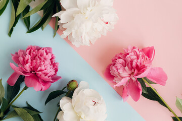 Modern peonies composition on pastel blue and pink paper, flat lay. Creative floral image, stylish greeting card. Fresh pink and white peony flowers top view