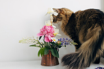 Cute cat sitting at summer flowers bouquet in vintage vase on white table. Home decor and pets. Adorable Maine Coon relaxing at stylish peony, lupine and iris arrangement on rustic table
