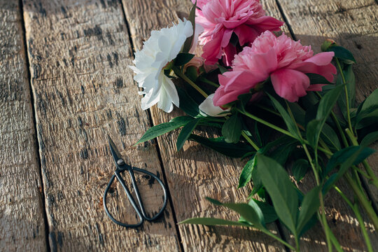 Beautiful peony bouquet and scissors on rustic aged wood. Stylish floral greeting card. Fresh pink and white peony flowers on wooden table, moody image. Gathering flowers in countryside