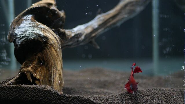 Betta splendens is swimming alone in a fish tank. Aquarium fish, selective focus