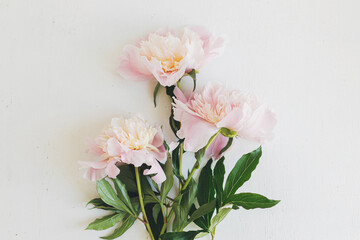 Fototapeta na wymiar Beautiful peonies flat lay on rustic white wood. Stylish floral greeting card with space for text. Gentle pastel pink peony flowers arrangement on white table, moody banner