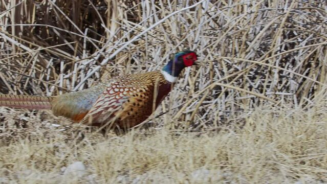 Rooster ring-necked pheasant walking through the reeds and grass in Idaho.