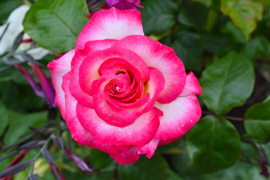 Rosey Pink Highlights 01