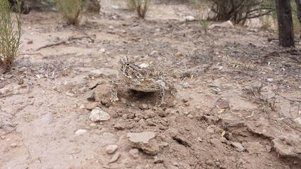 A guardian of the desert 