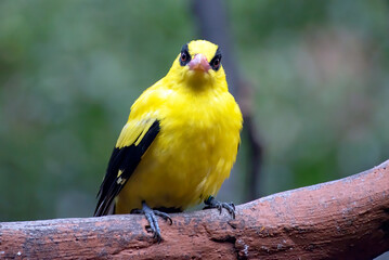 The black-naped oriole on a tree branch