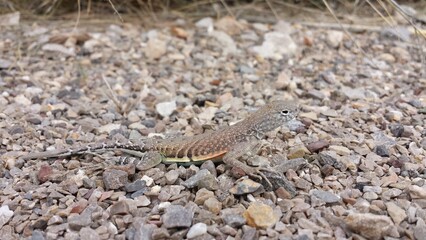 Lizard adventure 