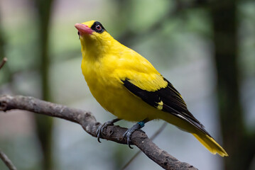 The black-naped oriole on a tree branch