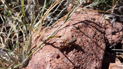 Grasshopper on red rock