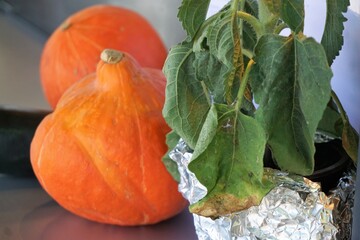 Zwei kleine orangene Kürbisse neben grüner Basilikumpflanze auf Tisch