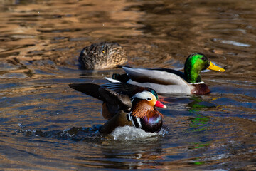 Colorful Male Mandarin Duck Aix galericulata,  on water in Wichita ,Kansas.