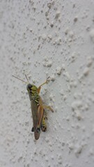 Grasshopper on wall