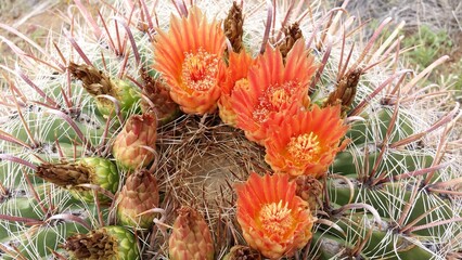 Beautiful orance blooms on cactus 