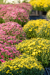 Yellow and pink mums