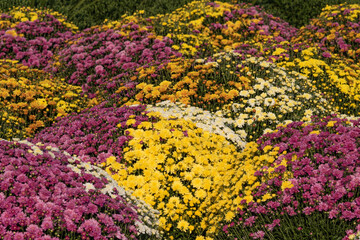 Lots of Purple, White, and Yellow Mums