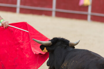 close-up of bull entering the muleta