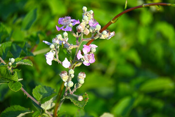 flowers on green background