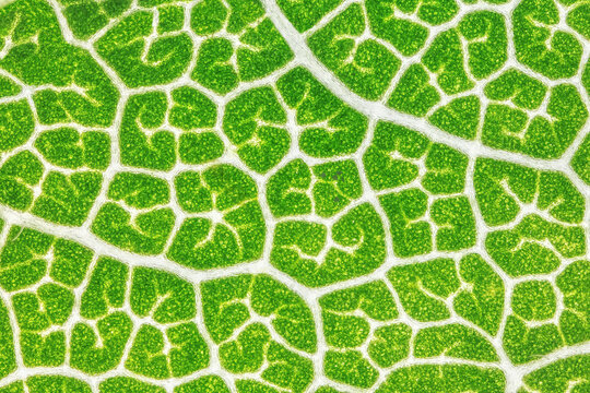 Macro chestnut leaf. Close up view of green leaf and veins. Microscopic world