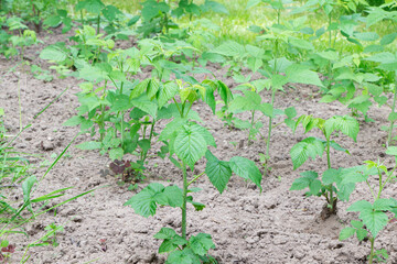 Yuong stem of Raspberries in the garden. Sprout of young raspberries. Gardening