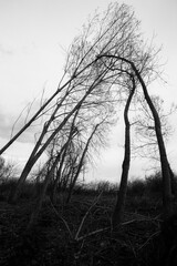Tall skeletal trees touching themselves at the top