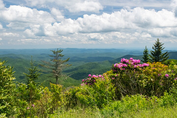 Smokey Mountains in spring rhododendrons showing bright colors, evergreen trees in foreground and...