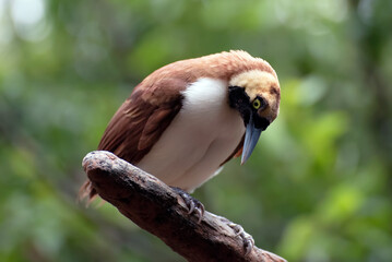 Cendrawasih bird perched on a tree branch