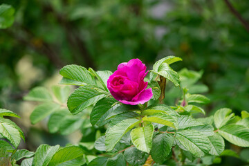 Blooming Rose rugosa. Rose in the garden. Pink rosa rugosa in summer time - obrazy, fototapety, plakaty
