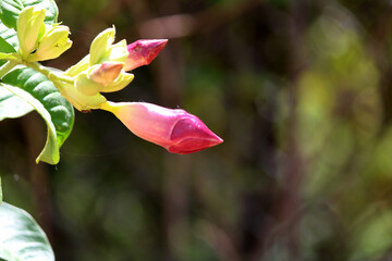 Allamanda Blanchetii Flower Buds.