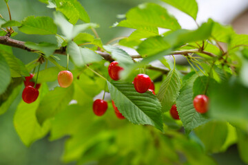 a lot of red ripe cherries on a tree branch in summer in june