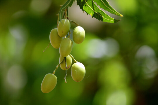 Neem Fruits on a Branch