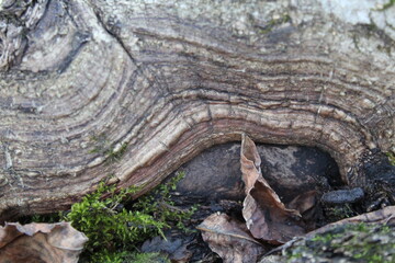 tree trunk