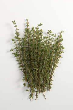 Planta arom&aacute;tica tomilho sobre fundo branco