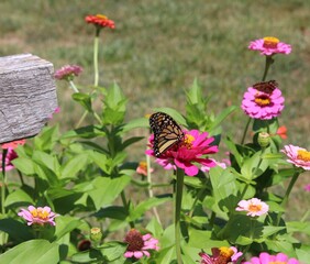 Flowers in Bloom