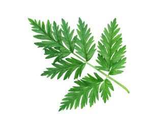 Green Leaves On White