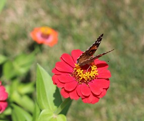 Flowers in Bloom