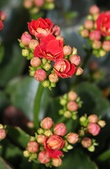 Flowers in Bloom