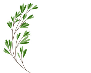 Simple drawing of a sprig of green leaves, branch vector illustration 