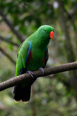 Green parakeet on a tree branch