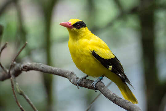 Black-naped oriole on a tree branch