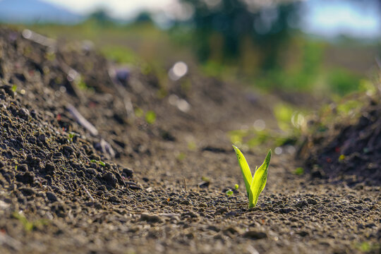 Young green sprout of corn germinating from fertile soil