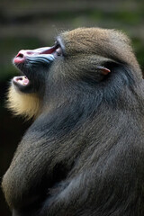 Portrait of a mandrillus sphinx monkey