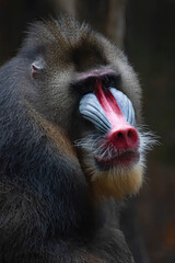 Portrait of a mandrillus sphinx monkey