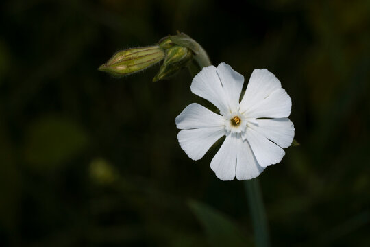 Flower of white campion. Silene latifolia or bladder campion. Place for text.