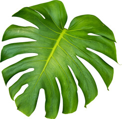 Monstera Leaf Plant Isolated
