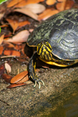 turtle checking you out